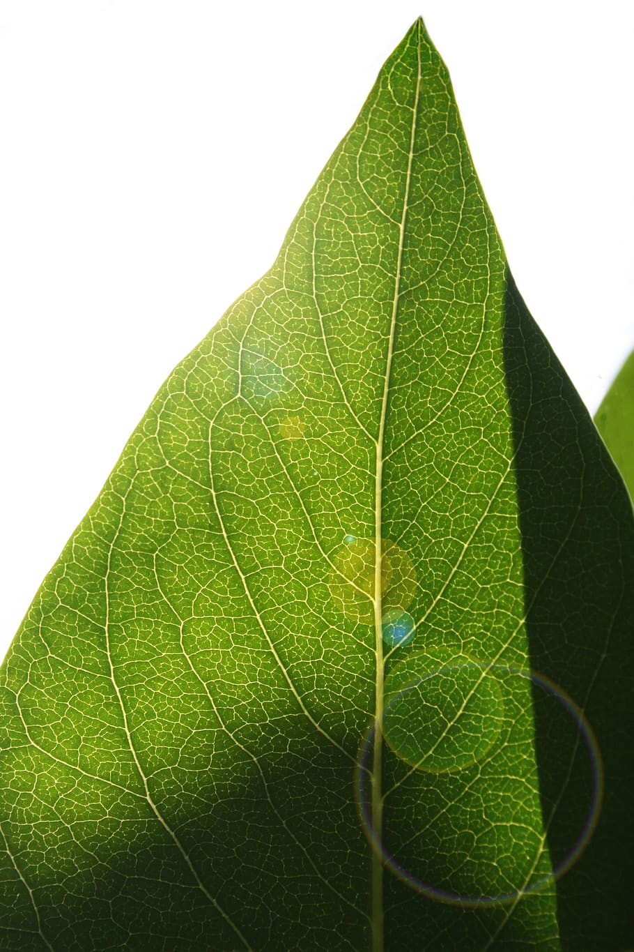 leaf, backlighting, structure, leaf structure, veins, green, plant, chlorophyll, corona, white