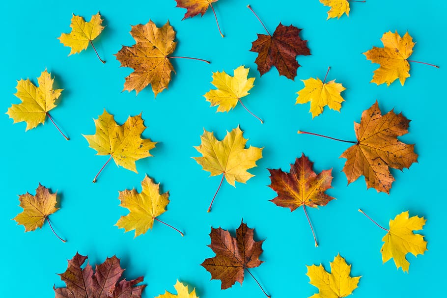 otoño, hojas, plano, azul, fondo # 2, diseño plano, hoja, naturaleza, colores pastel, patrón