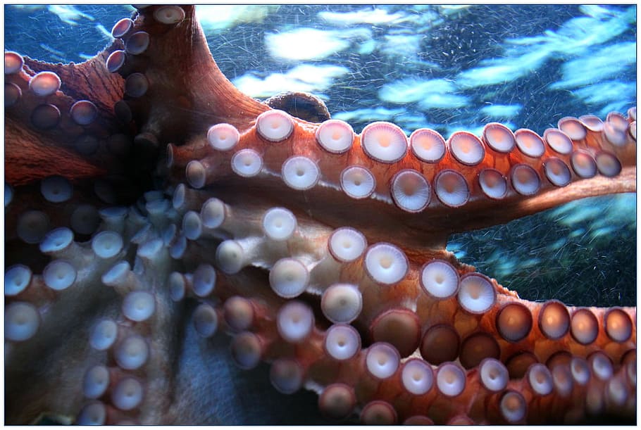 gurita, hewan, ikan, air, laut, samudera, kehidupan laut, hewan di alam liar, bawah air, satwa liar