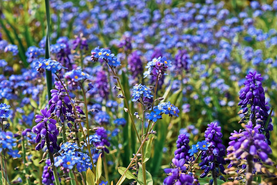 flowers, bluebell, spring, blue, butterfly orchid, blue star, bloom, plant, nature, blossom