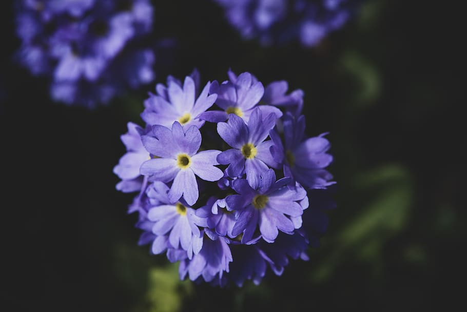 primrose, blue, drumstick, garden, in the garden, blossom, bloom, flower, spring, spring flower