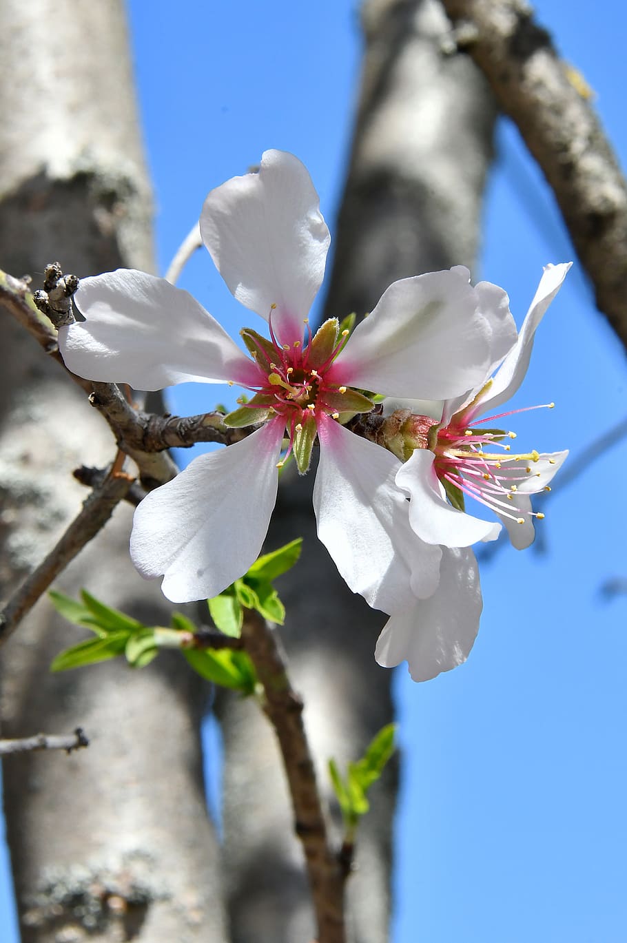 spring flower, spring, kikelet pansio, nature, flowers, flower, flora, white, garden, blooms at