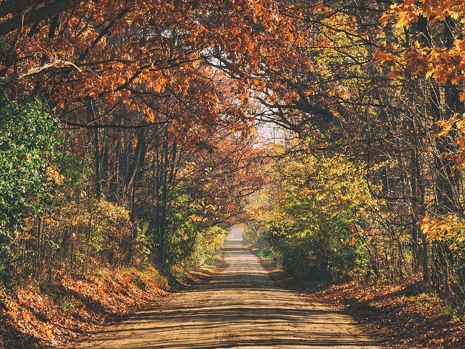 path, road, trees, plants, nature, leaf, autumn, fall, tree, direction