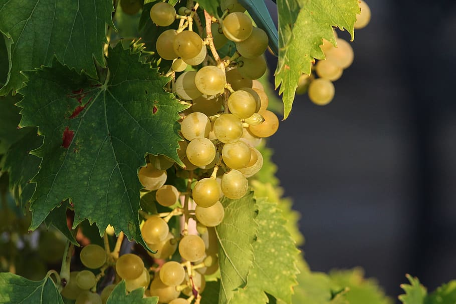 grape, grapes, vines, mature, green, winegrowing, grape varieties, shades of green, wine, vine