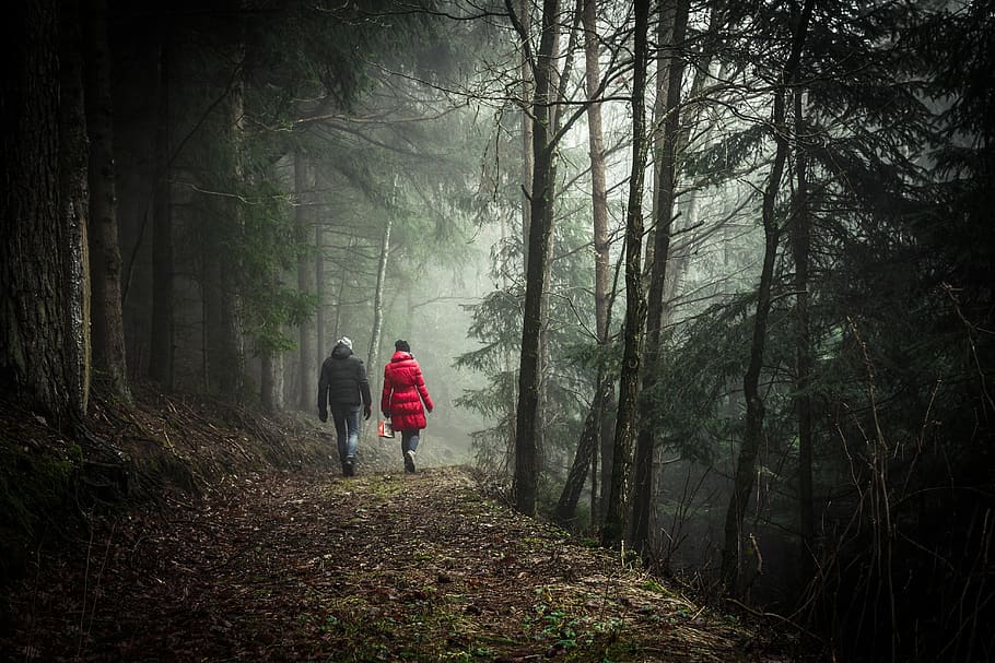 walking, forest, couple, nature, tree, leaves, pine, pines, fir, fir-tree
