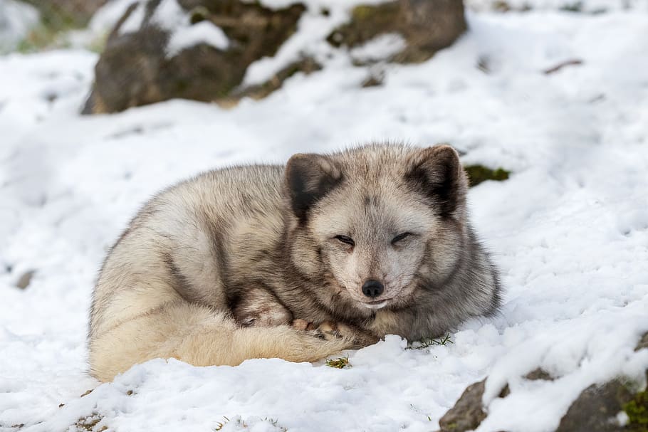 arctic fox, winter, animal, animal world, nature, snow, mammal, predator, white, cold temperature