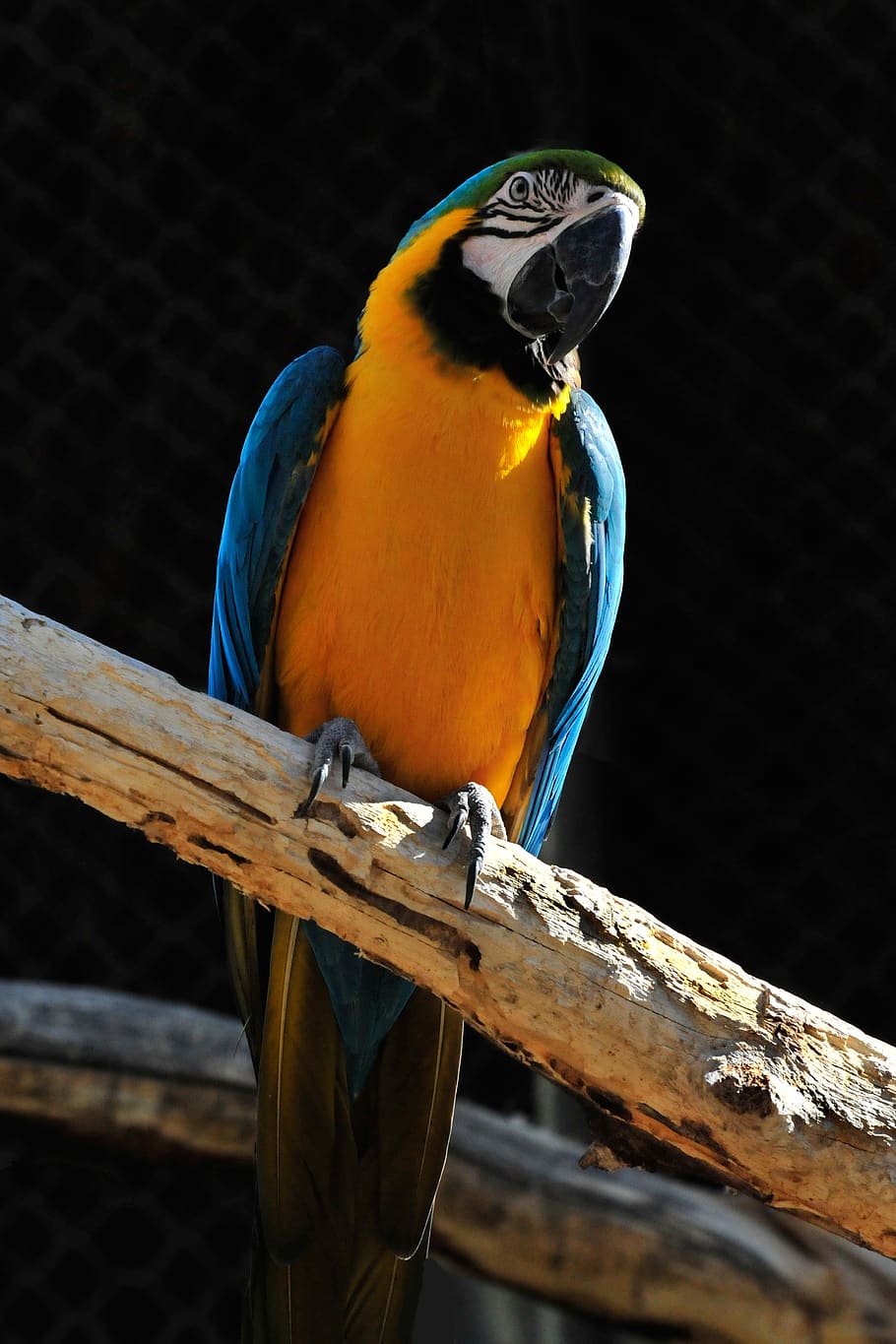 pájaro, guacamayo azul, colorido, exótico, azul, naturaleza, pico, tropical, color, pluma