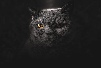 Royalty Free Black Cat Wallpaper Photos Free Download Pxfuel