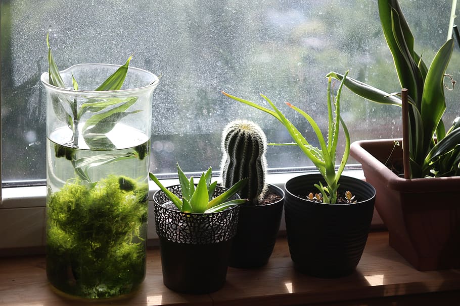 window sill, window, cactus, houseplants, pot, succulent, aloe, moss, plant, potted plant