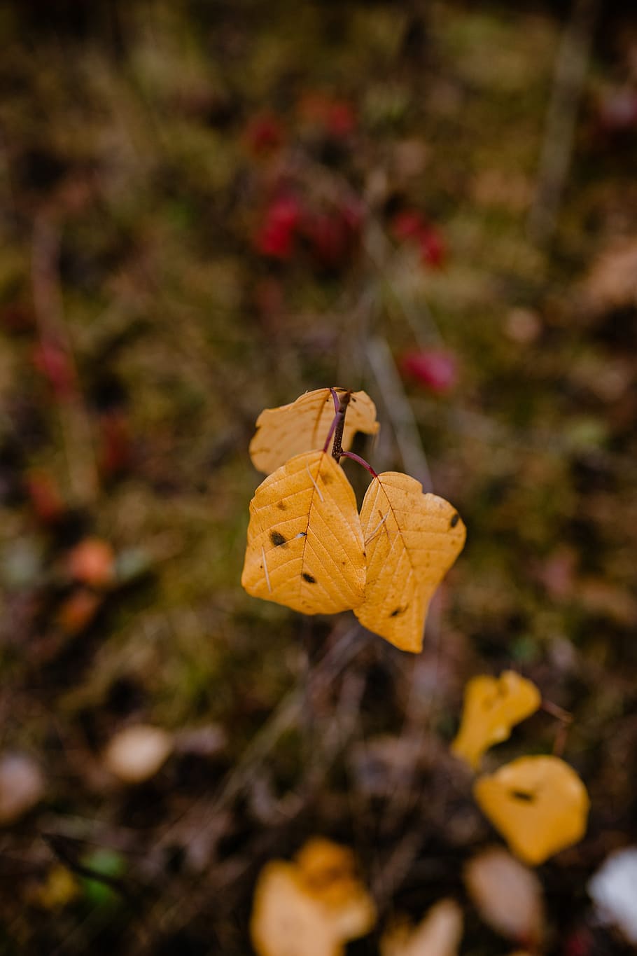 осень, прогулка, лес, туман, погода, ноябрь, Осень, часть растения, растение, лист