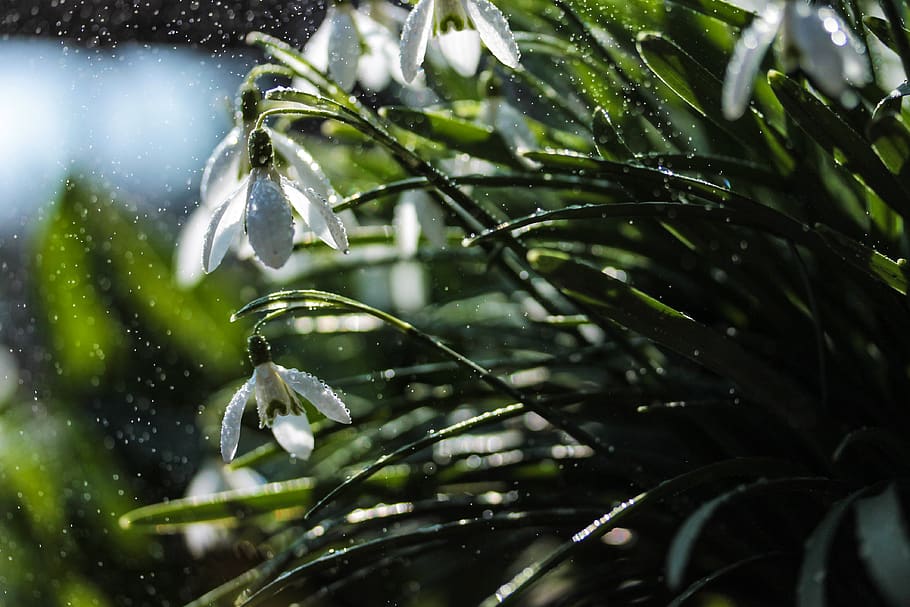 snowdrop, spring, flower, bloom, nature, white, green, dew, water, raindrop