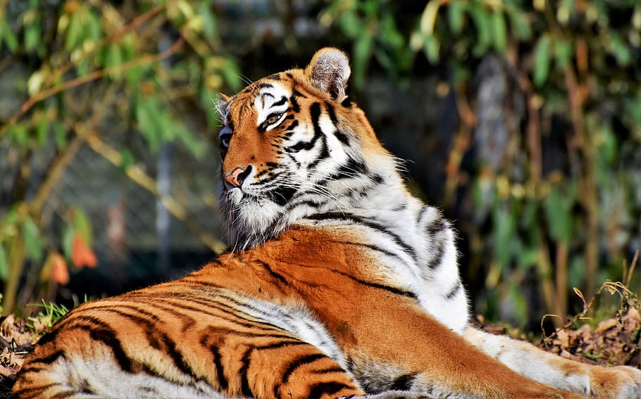 tiger, big cat, predator, wildcat, tiger head, tongue, dangerous, noble, majestic, animal world