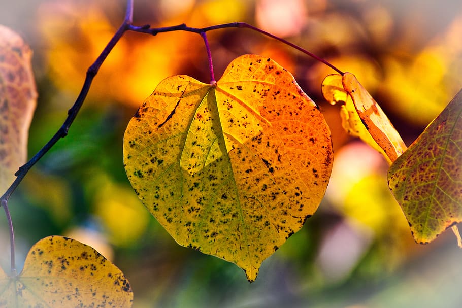 hojas de otoño, estado de ánimo, color de otoño, brillante, atmosférico, estado de ánimo de otoño, colorido, rama, color, emerger