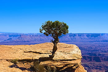 lone-utah-juniper-desert-rock-canyonlands-royalty-free-thumbnail.jpg