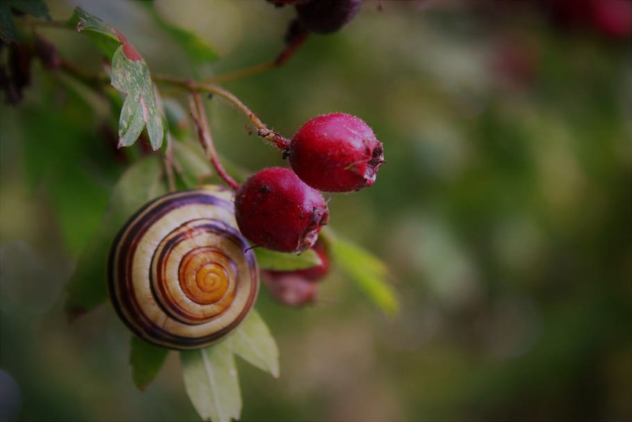 snail, mollusk, shell, reptile, slowly, summer, housing snail, snail shell, spiral, garden snail
