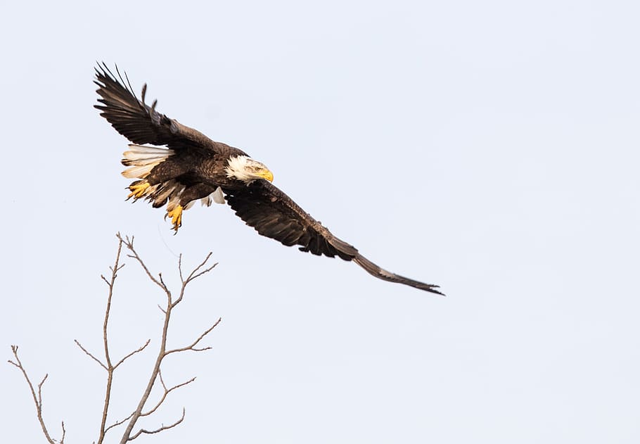 bald eagle, flying, sky, raptor, wings, predator, bird, majestic, shenandoah national park, virginia