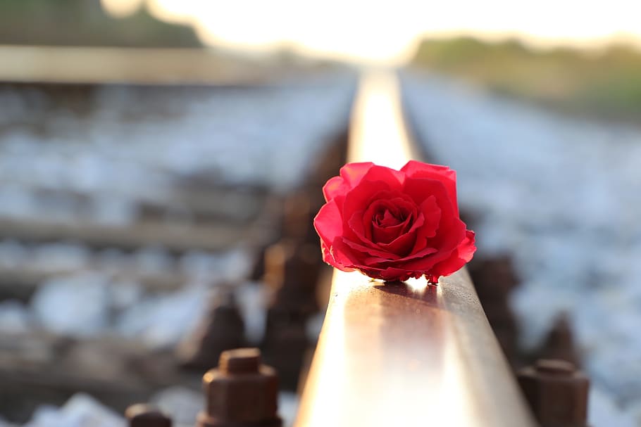 red rose on rail, lost love, remembering, condolence, backlight, reflection, summer, evening, sunset, nature