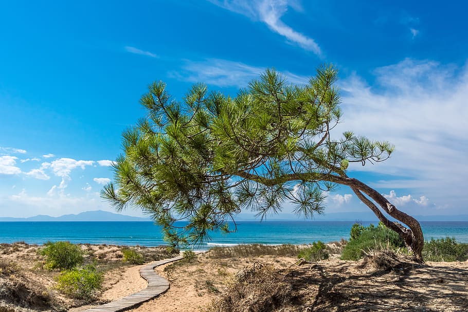 greece, beach, sea, mediterranean, peloponneses, vacations, sky, plant, tree, water