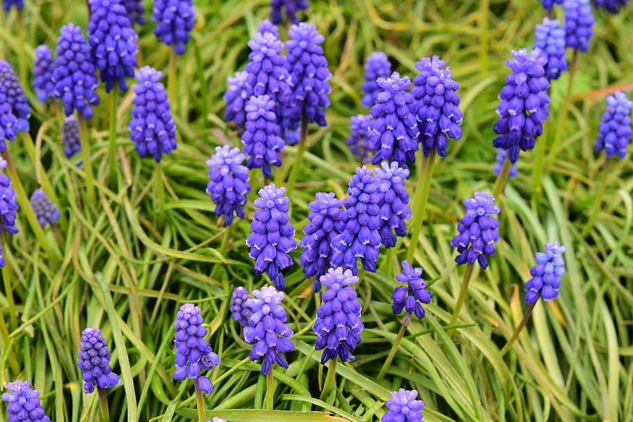 flowers, muscari, hyacinth cluster, ground covers of spring, plants, flowering spring, green grass, garden, nature, spring
