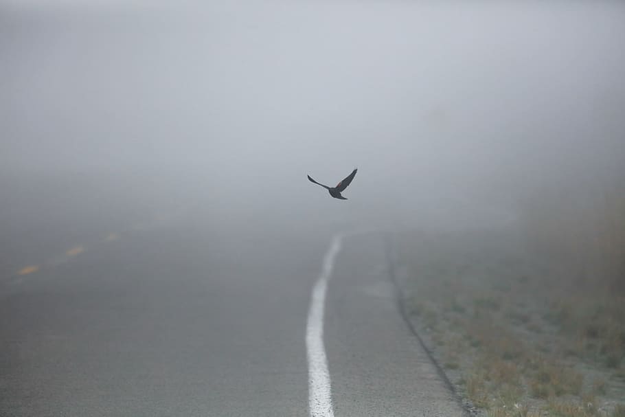 birds, fog, gray, roads, flying, transportation, animals in the wild, animal wildlife, vertebrate, one animal
