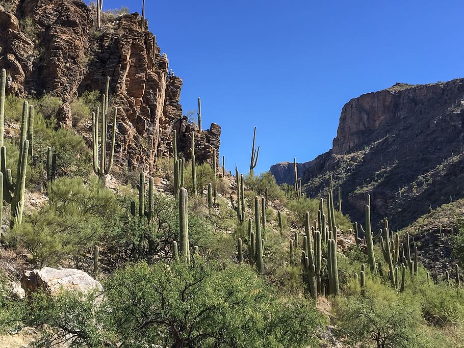 saguaro, catus, línea, afloramientos, sabino, área recreativa, arizona., Arizona, Hermosa, Azul