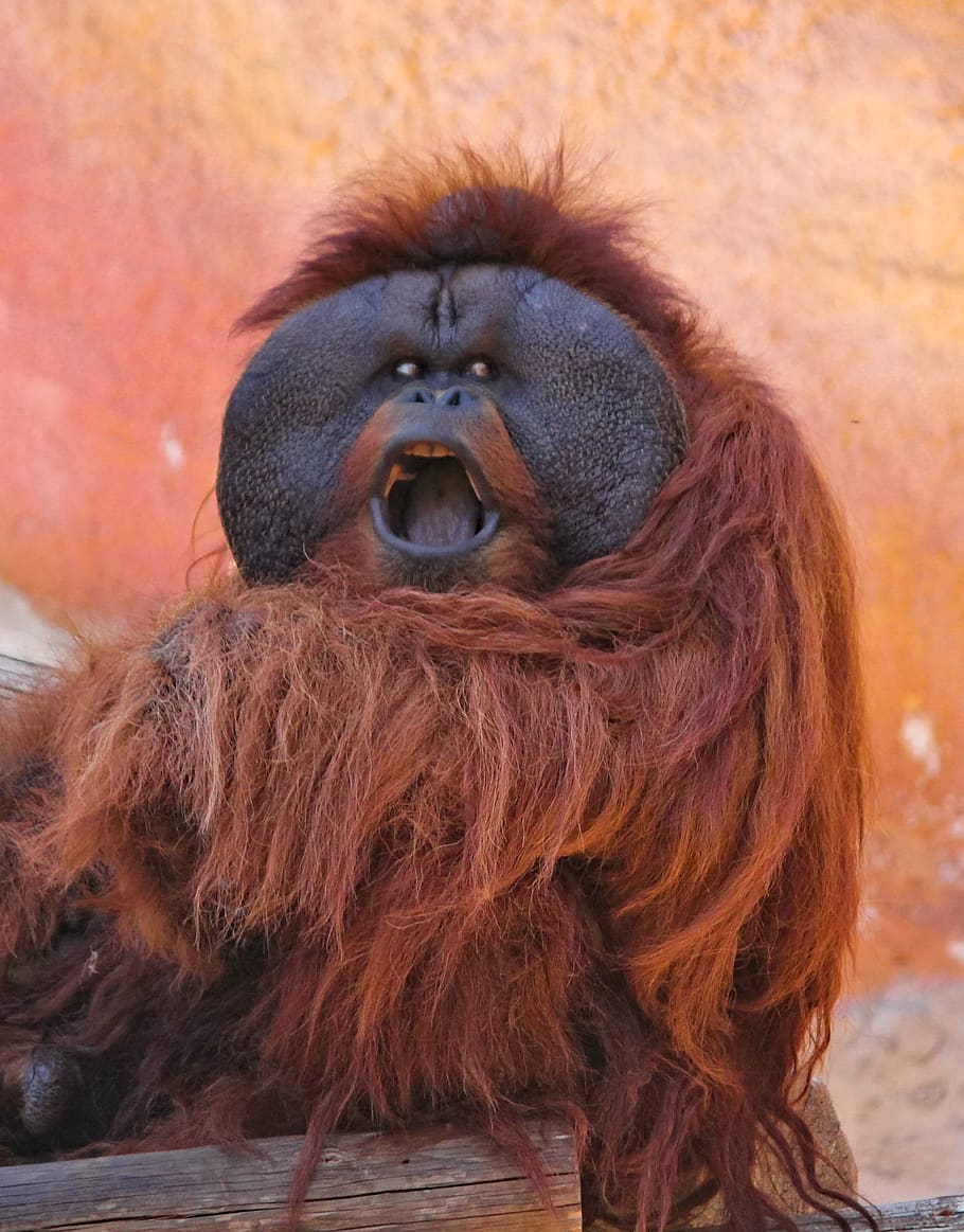 orangután, gritando, molesto, enojado, mono, primate, animal, mamífero, naranja, zoológico