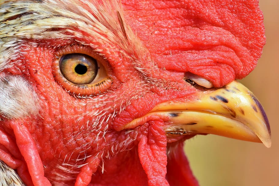 hahn, rooster head, gockel, poultry, cockscomb, bill, livestock, bird, chicken, comb
