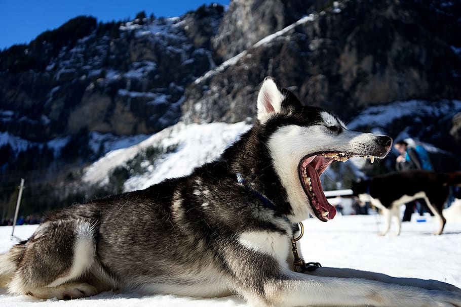 dog, tired, yawning, teeth, sled, snow, winter, husky, cold, animal