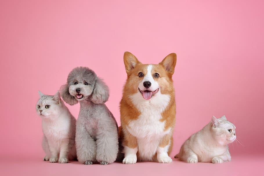 pets, cute, cat, dog, cute wallpaper, animal themes, domestic, mammal, domestic animals, animal