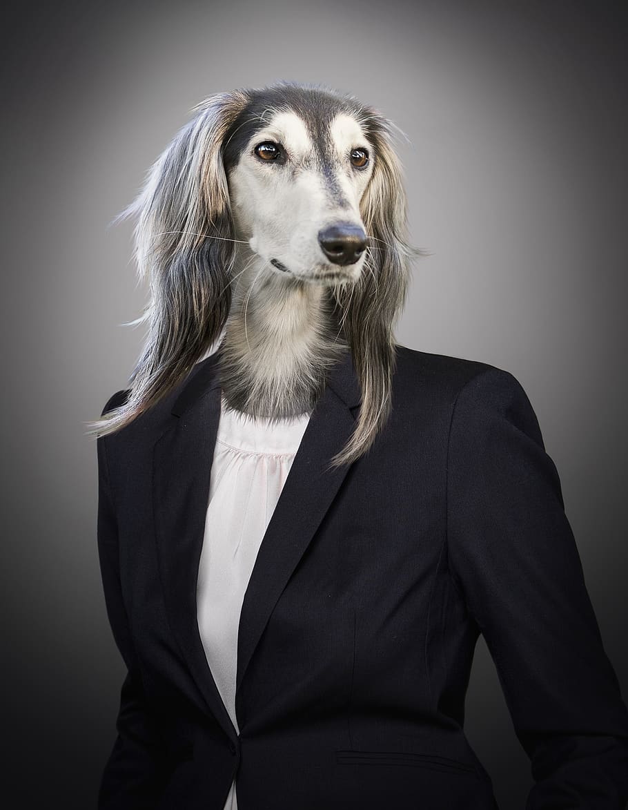portrait, dog, animal, suit, business, woman, bitch, office, career, blouse