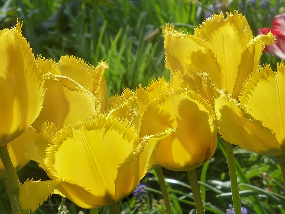 tulips, tulipa, fringed flower, yellow, spring, flower, flowering plant, plant, vulnerability, fragility