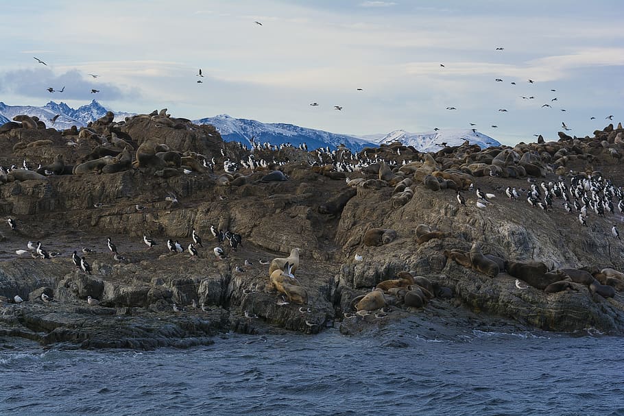 ushuaia, patagonia, argentina, beagle channel, sea wolf, birds, group of animals, water, large group of animals, animal themes