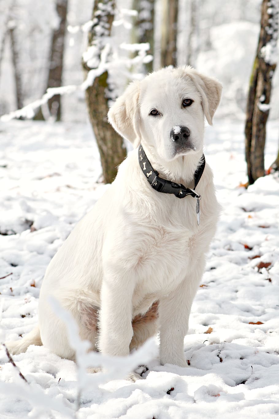 dog, puppy, snow, great pyrenees, trees, white, animal, pet, cute, canine