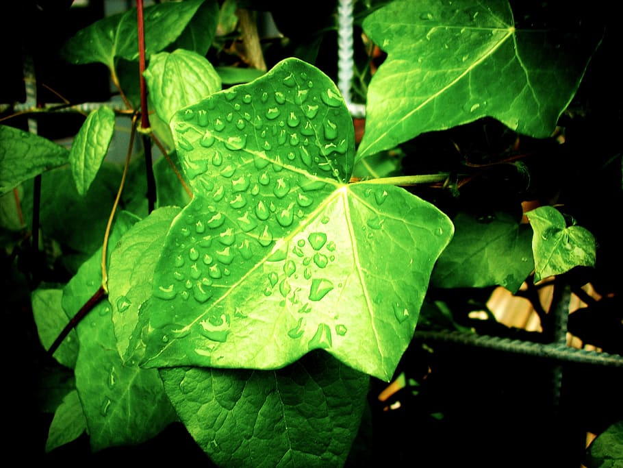 Hera, plantas, verde, gotas de água, parte da planta, folha, cor verde, planta, natureza, beleza natural