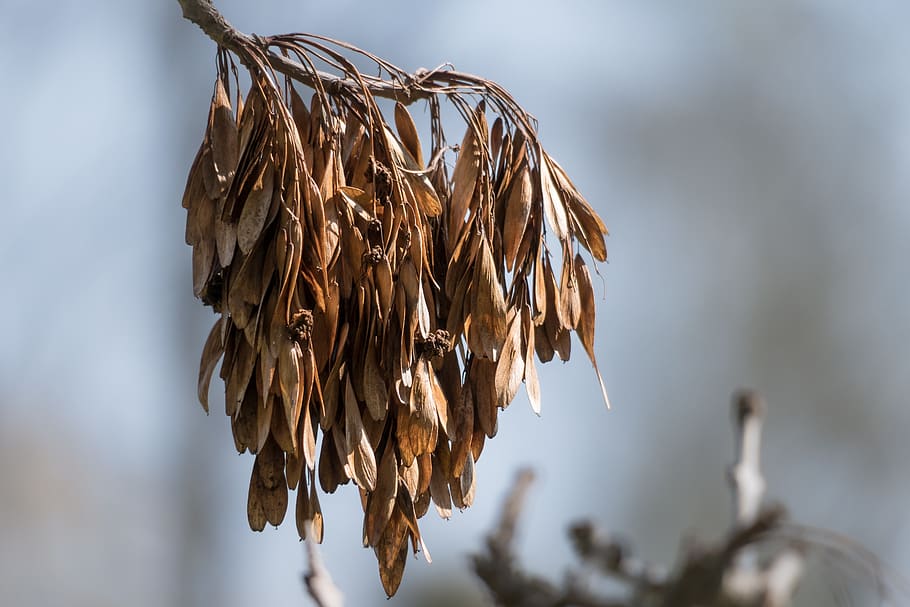 ash, fruits, seeds, winter, tree branch, branch, dry, focus on foreground, nature, plant