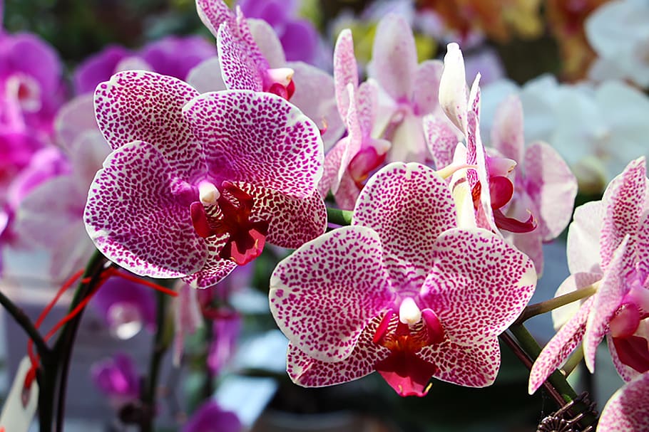 orchid, vanda ms joachim, purple, flower, flowering plant, plant, freshness, vulnerability, petal, fragility