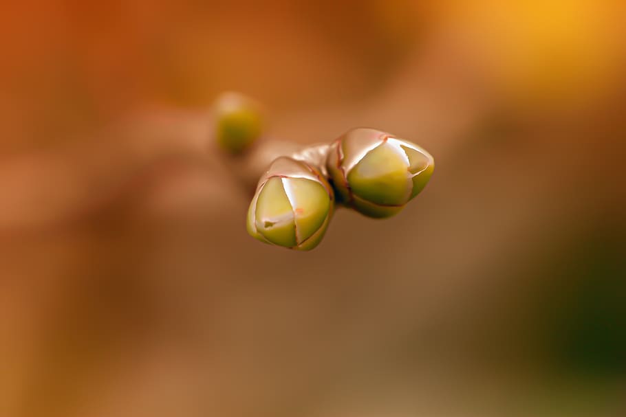 seedling, branch, germ, young, new, plant, foliation, fresh, spring, tree