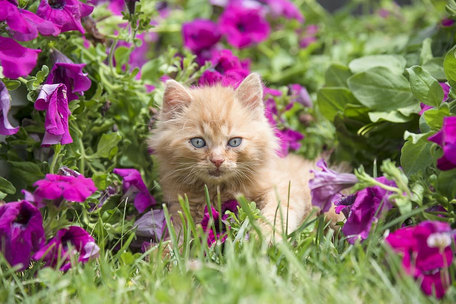Royalty-free cat flowers photos free download | Pxfuel