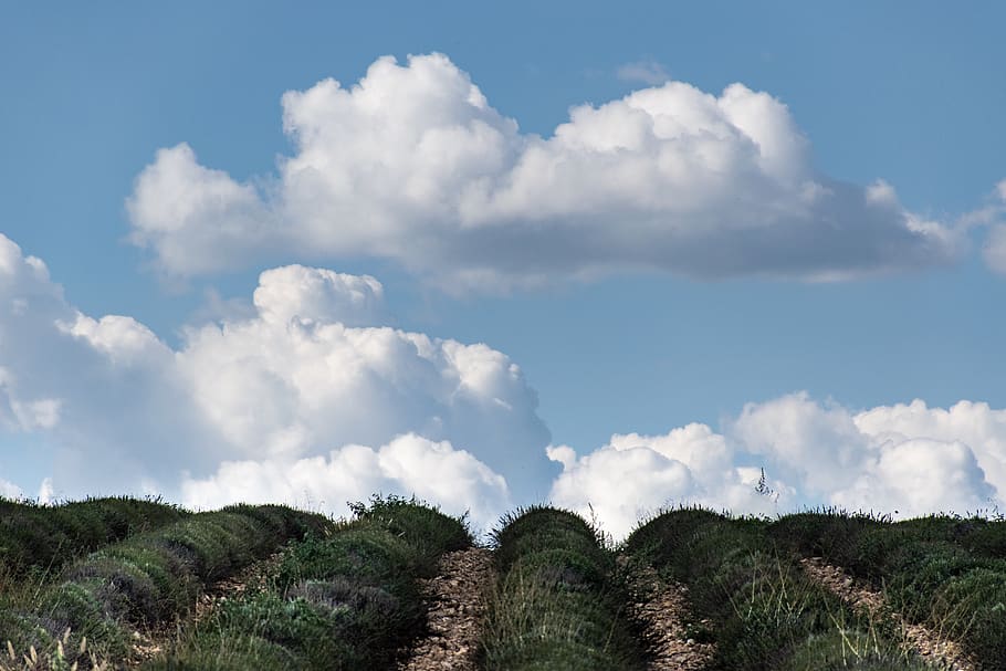 uphill, lavender, clouds, blue sky, landscape, valensole, france, provence, europe, south of france
