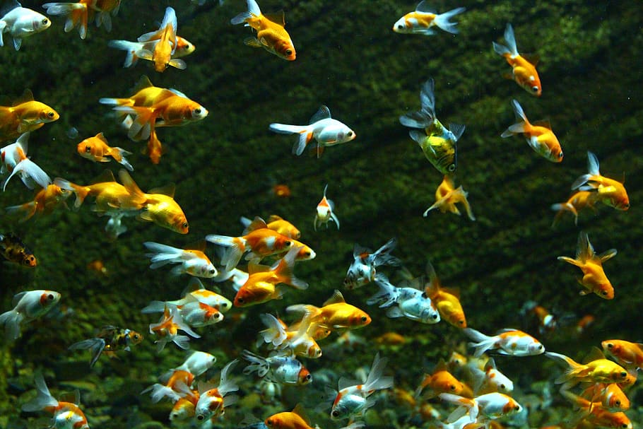 peces, peces de colores, acuario, agua, nadar, bajo el agua, animales, agua dulce, mucho, pez dorado