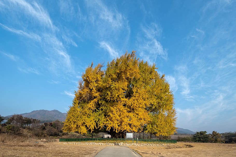 ginkgo, autumn, half a world away, wood, gold, tree, aurumn, yellow, landscape, leaf