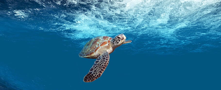 turtle, sea, underwater, ocean, water, wildlife, animal, marine, swimming, aquatic