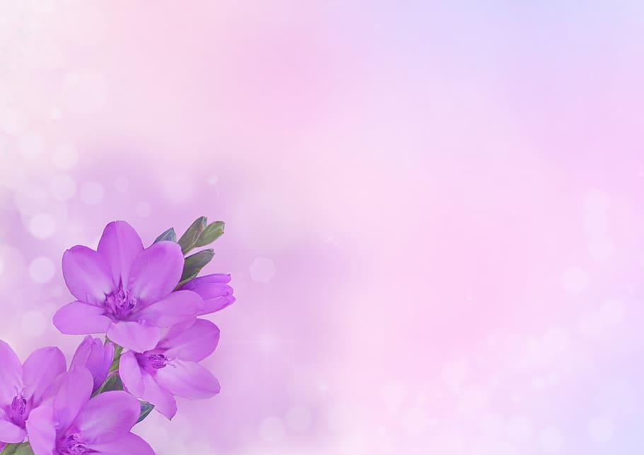 background image, flower, flowers, purple, pink, greeting card, bokeh, floral, tender, pastel