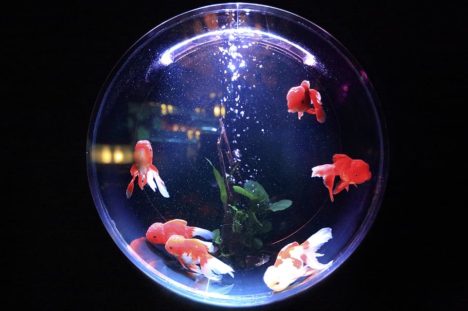 fish bowl, fish, glass, water, bowl, goldfish, aquarium, white, fishbowl, gold
