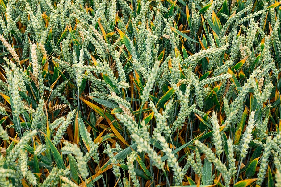 green, field, close, agriculture, background, barley, beautiful, bright, closeup, crop