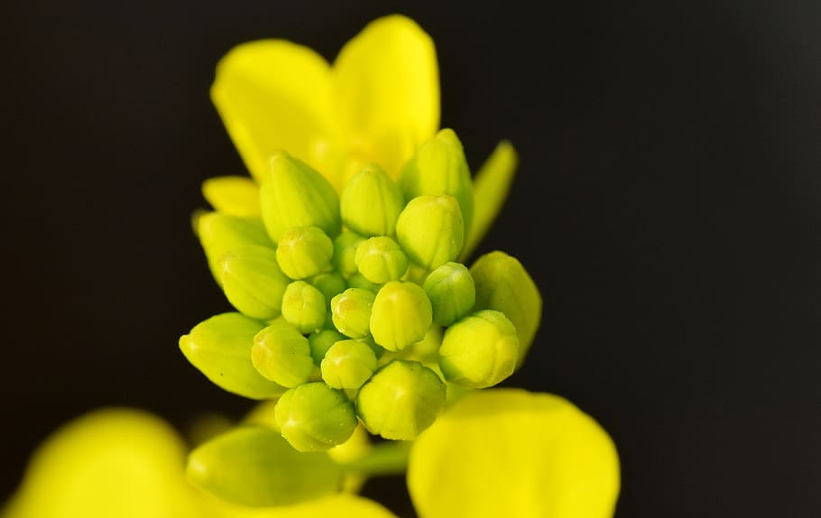 mustard buds, flower, yellow, bloom, close-up, freshness, studio shot, food and drink, food, black background