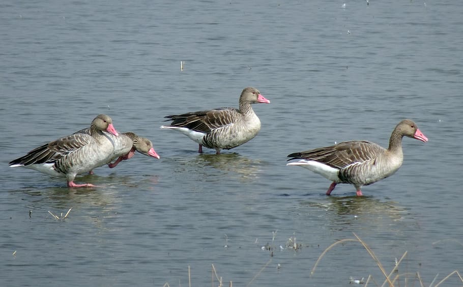 bird, goose, greylag goose, migratory, ornithology, anser anser, graylag goose, waterfowl, anatidae, vadla