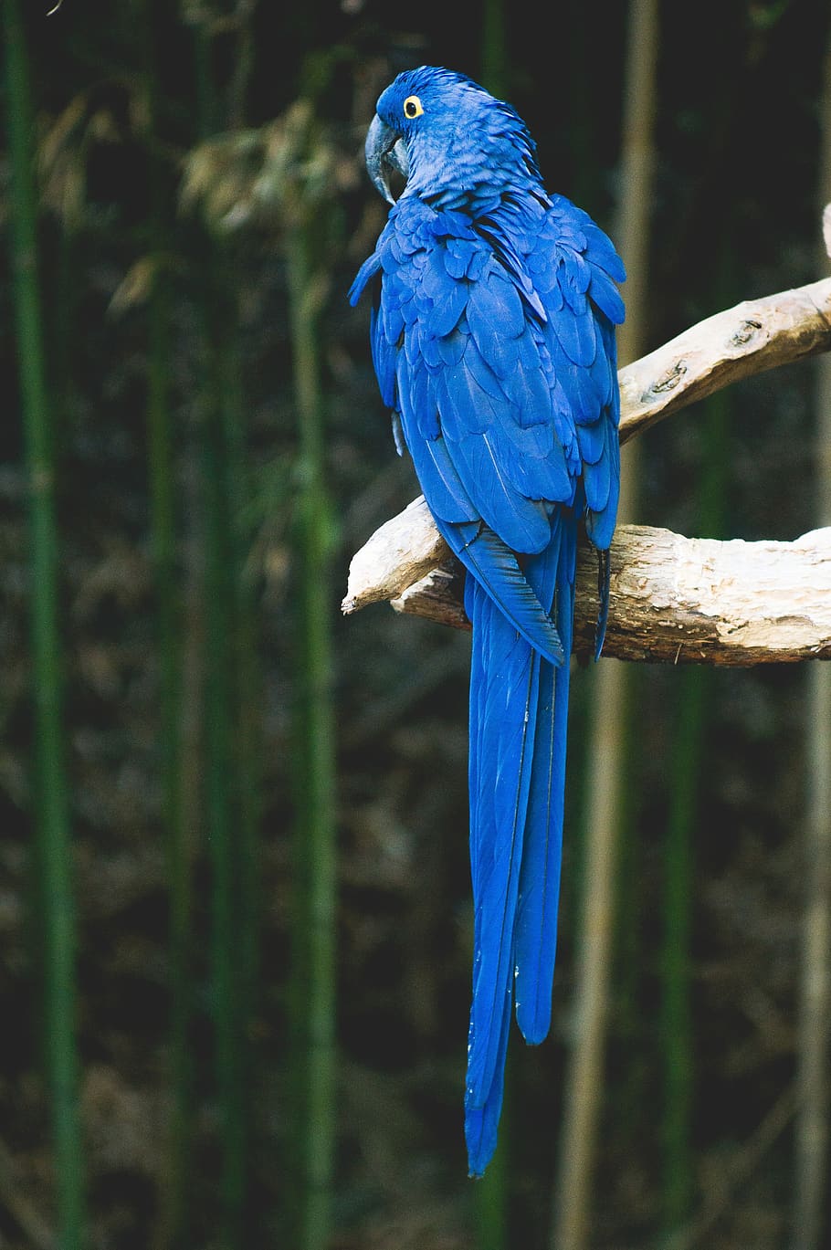 parrot, bird, blue, animal, tropical, wildlife, nature, wild, colorful, feather