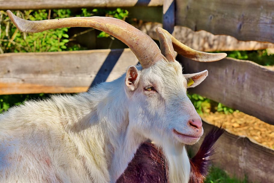 billy goat, goat buck, goat, horned, horns, bock, goat's head, goatee, livestock, animal