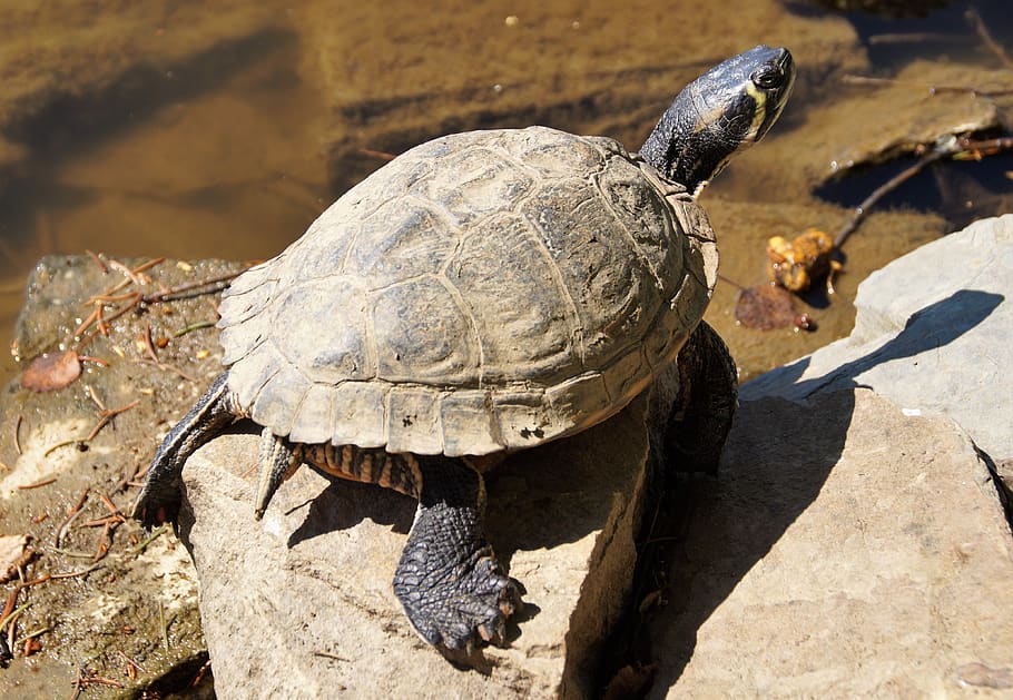 turtle, gorgeous, water, nature, pond, basking, sun, shell, dirty, survives